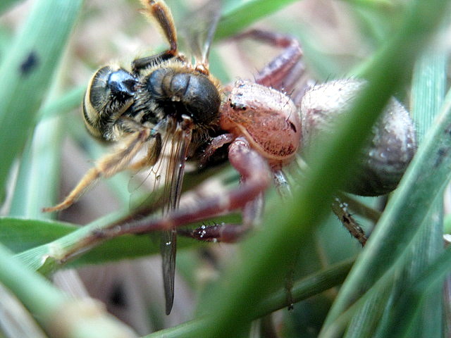 Xysticus sp.